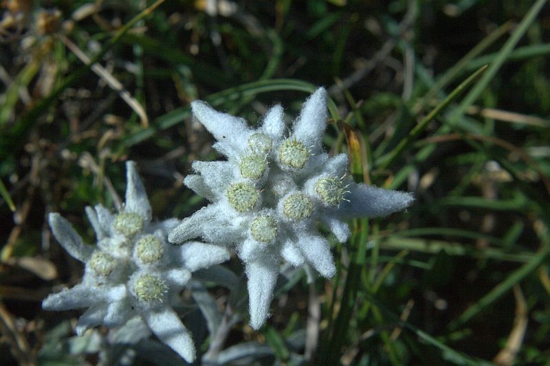 Leontopodium alpinum / Stella alpina